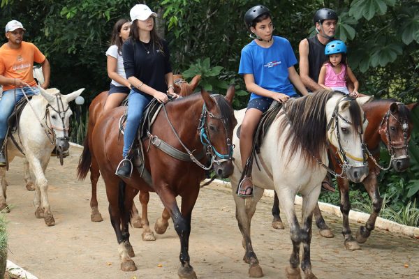 Cavalos-grupos